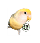 インコのグーちゃん♡（個別スタンプ：3）