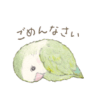 コザクラインコのあおちゃんとあもちゃん（個別スタンプ：6）