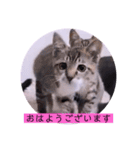 ガッシーねこーず2022年（個別スタンプ：1）