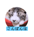 ガッシーねこーず2022年（個別スタンプ：3）