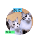 ガッシーねこーず2022年（個別スタンプ：5）