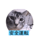 ガッシーねこーず2022年（個別スタンプ：7）