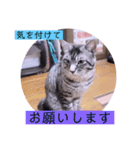 ガッシーねこーず2022年（個別スタンプ：8）