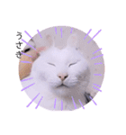ガッシーねこーず2022年（個別スタンプ：9）