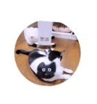 ガッシーねこーず2022年（個別スタンプ：10）