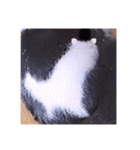 ガッシーねこーず2022年（個別スタンプ：11）