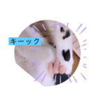 ガッシーねこーず2022年（個別スタンプ：12）