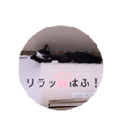 ガッシーねこーず2022年（個別スタンプ：13）