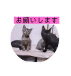 ガッシーねこーず2022年（個別スタンプ：14）
