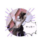 ガッシーねこーず2022年（個別スタンプ：15）