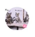 ガッシーねこーず2022年（個別スタンプ：16）