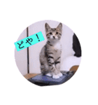ガッシーねこーず2022年（個別スタンプ：20）