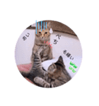 ガッシーねこーず2022年（個別スタンプ：21）