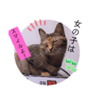 ガッシーねこーず2022年（個別スタンプ：22）