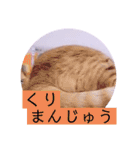 ガッシーねこーず2022年（個別スタンプ：25）