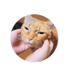ガッシーねこーず2022年（個別スタンプ：26）