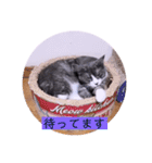 ガッシーねこーず2022年（個別スタンプ：27）