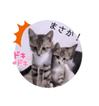 ガッシーねこーず2022年（個別スタンプ：31）