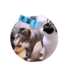 ガッシーねこーず2022年（個別スタンプ：33）