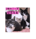 ガッシーねこーず2022年（個別スタンプ：35）