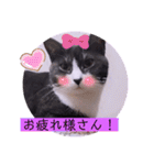 ガッシーねこーず2022年（個別スタンプ：36）