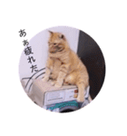 ガッシーねこーず2022年（個別スタンプ：37）