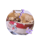 ガッシーねこーず2022年（個別スタンプ：38）