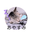 ガッシーねこーず2022年（個別スタンプ：39）