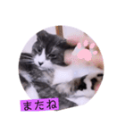 ガッシーねこーず2022年（個別スタンプ：40）