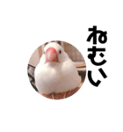 我が家のペットたちです。（個別スタンプ：29）