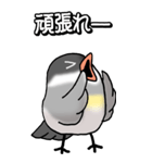 文鳥様の日常（個別スタンプ：25）