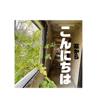 「はい、廃墟です」No.1（個別スタンプ：1）