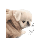 ぺきもこもっちくん➃（個別スタンプ：1）