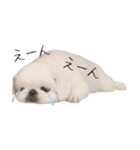 ぺきもこもっちくん➃（個別スタンプ：3）