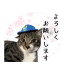 くろみやこーちゃんの実写ねこスタンプ（個別スタンプ：8）