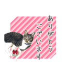 くろみやこーちゃんの実写ねこスタンプ（個別スタンプ：10）