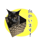 くろみやこーちゃんの実写ねこスタンプ（個別スタンプ：13）