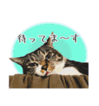 くろみやこーちゃんの実写ねこスタンプ（個別スタンプ：14）