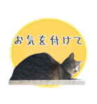 くろみやこーちゃんの実写ねこスタンプ（個別スタンプ：15）