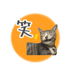 くろみやこーちゃんの実写ねこスタンプ（個別スタンプ：20）