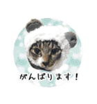 くろみやこーちゃんの実写ねこスタンプ（個別スタンプ：34）