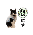 ビーグルあじゅもか（個別スタンプ：3）