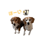 ビーグルあじゅもか（個別スタンプ：4）