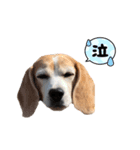 ビーグルあじゅもか（個別スタンプ：6）