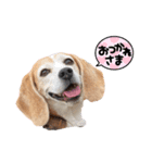 ビーグルあじゅもか（個別スタンプ：7）
