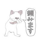 ちいさなねこのみかこ（個別スタンプ：9）