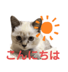 保護猫マロン好日スタンプ6（個別スタンプ：1）