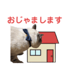 保護猫マロン好日スタンプ6（個別スタンプ：3）