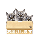 保護猫マロン好日スタンプ6（個別スタンプ：4）