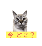 保護猫マロン好日スタンプ6（個別スタンプ：5）